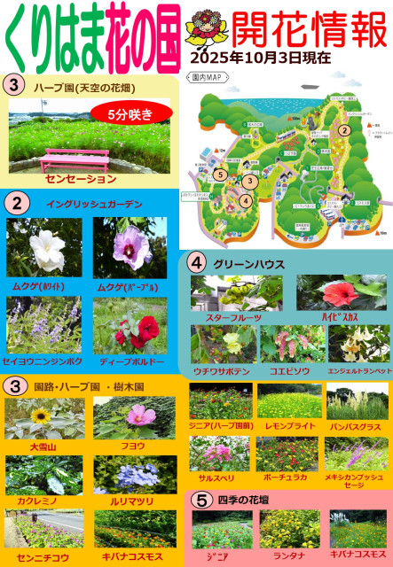 横須賀くりはま花の国・10/3～開花情報